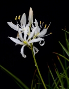 Camassia White